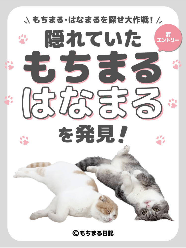 もちまる・はなまるを探せ大作成!隠れていたもちまるはなまるを発見!【要エントリー】